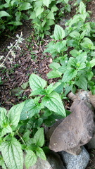 Conoclinium coelestinum