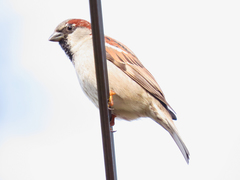Passer domesticus