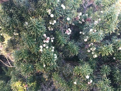 Leptecophylla robusta