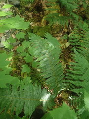 Polystichum braunii image