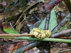 Bothrops punctatus