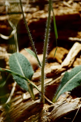 Image of Hieracium fendleri by (c) psweet, some rights reserved (CC BY-SA)