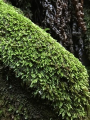 Plagiothecium laetum