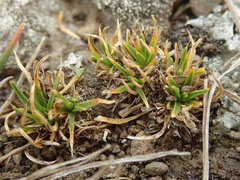 Colobanthus strictus