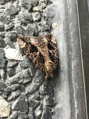 Lepidoptera