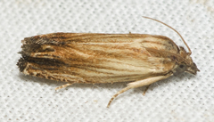 Eucosma radiatana