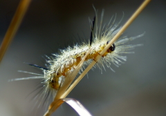Lophocampa mixta