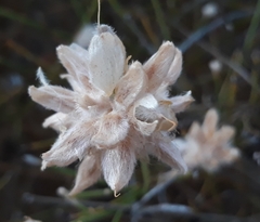 Genista umbellata