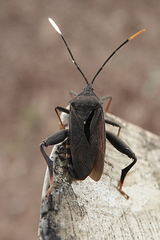 Amorbini