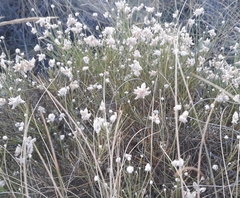 Genista umbellata