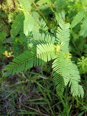 Chamaecrista nictitans aspera