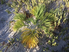 Aciphylla dieffenbachii