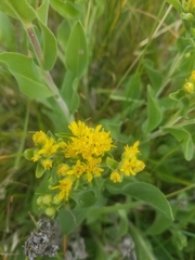 Solidago mollis