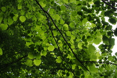 Euptelea polyandra