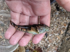 Myoxocephalus aenaeus