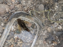 Myoxocephalus aenaeus