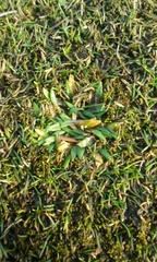 Plantago triandra