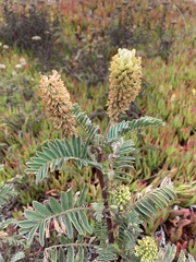 Astragalus pycnostachyus