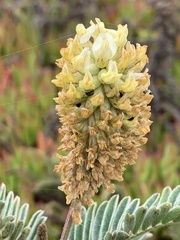 Astragalus pycnostachyus