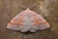 Drepanulatrix carnearia