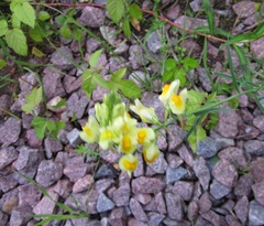 Linaria vulgaris