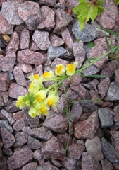 Linaria vulgaris