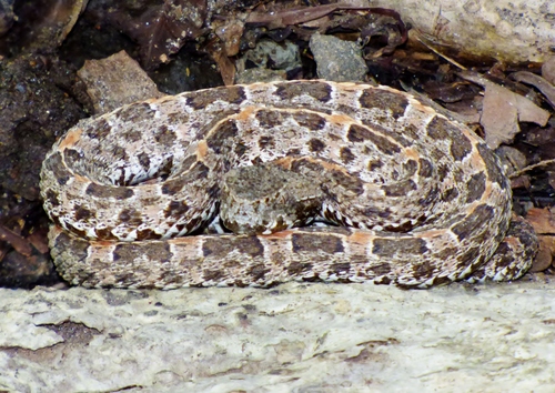 Porthidium ophryomegas