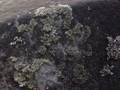 Phaeophyscia insignis