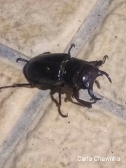 Lucanus barbarossa