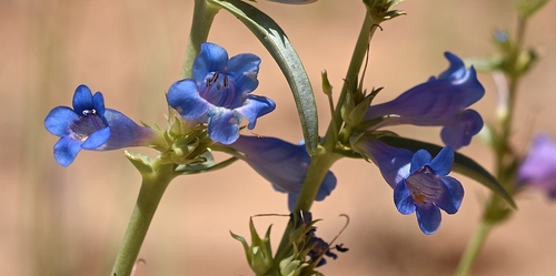 Penstemon angustifolius var. vernalensis