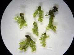 Riccardia chamedryfolia