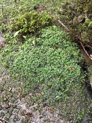 Riccardia chamedryfolia