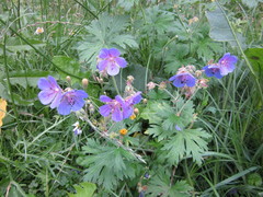 Geranium pratense