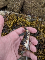 Myoxocephalus aenaeus