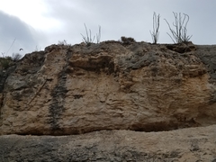 Petrochelidon pyrrhonota