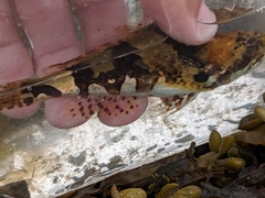 Myoxocephalus aenaeus