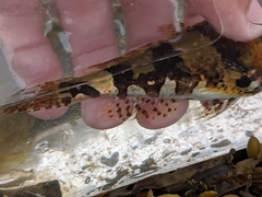 Myoxocephalus aenaeus