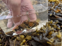 Myoxocephalus aenaeus