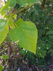 Catalpa