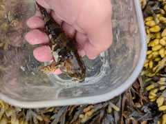 Myoxocephalus aenaeus