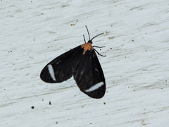 Hyalurga chthonophyle