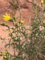 Chrysothamnus stylosus