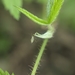 photo of Aphids And Allies (Aphidomorpha)