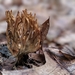 photo of Fungi Including Lichens (Fungi)