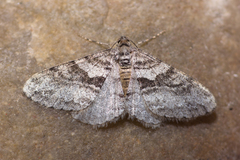 Prionomelia spododea