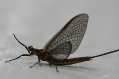 Hexagenia atrocaudata