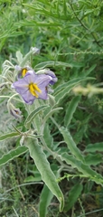 Solanum elaeagnifolium