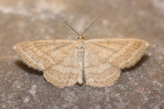 Scopula luteolata