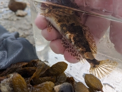 Myoxocephalus aenaeus