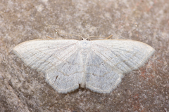 Scopula junctaria